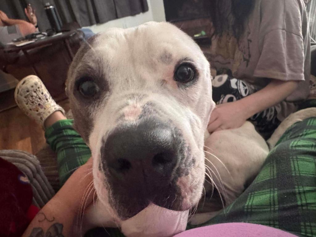 Enlarge Tweed, a Adoptable Pit Bull Terrier in Charlotte, MI image 1/2