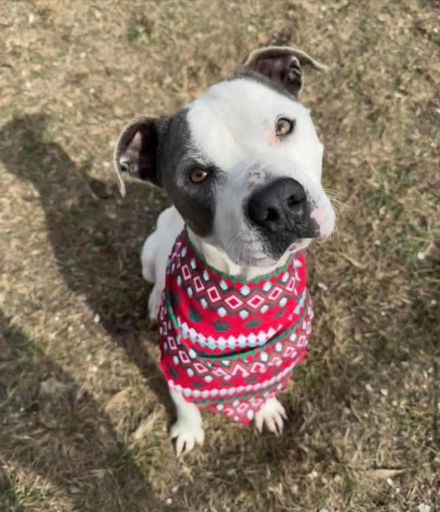 Enlarge Tweed, a Adoptable Pit Bull Terrier in Charlotte, MI image 2/2