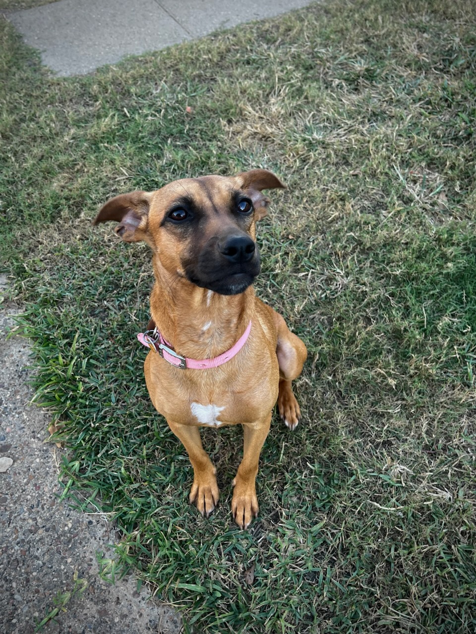 C58-24 Daisy, a Adoptable mixed breed in Nassau Bay, TX image 2/3