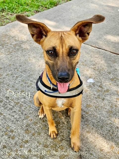 C58-24 Daisy, a Adoptable mixed breed in Nassau Bay, TX image 1/3