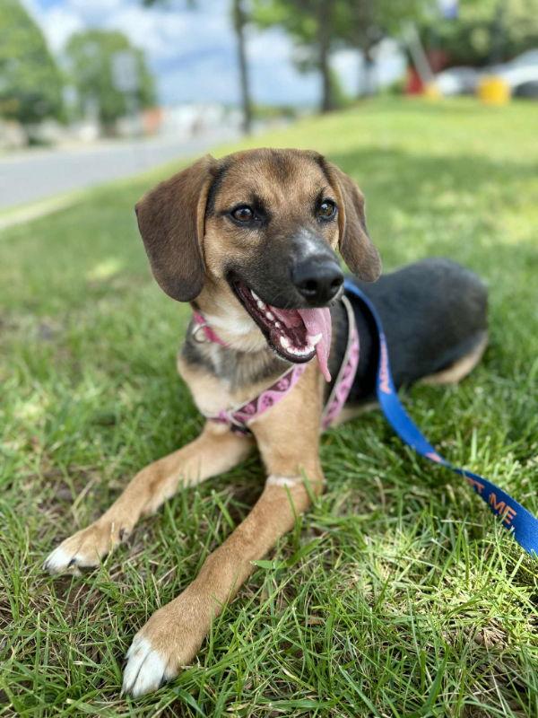 Bonnie *Adoption Pending*, a Adoptable Beagle in Fairfax, VA image 1/2