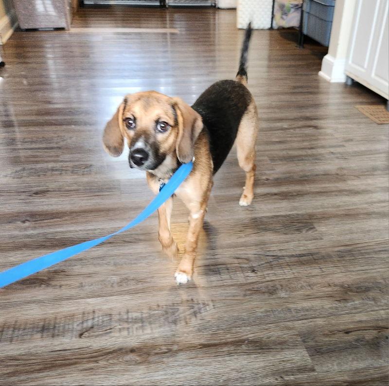 Bonnie *Adoption Pending*, a Adoptable Beagle in Fairfax, VA image 2/2