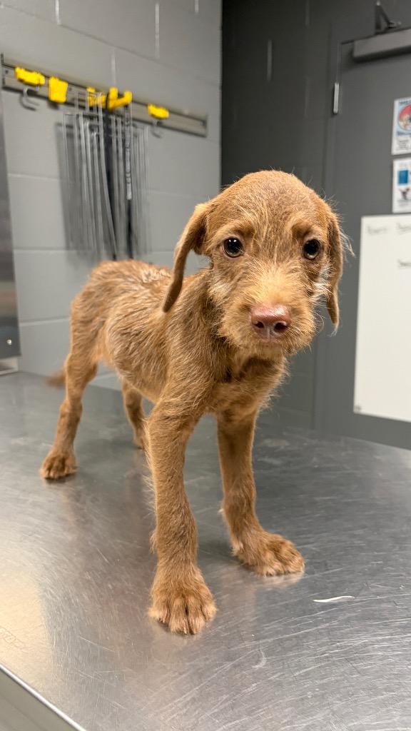 T.J., Adoptable, Puppy Male Terrier.