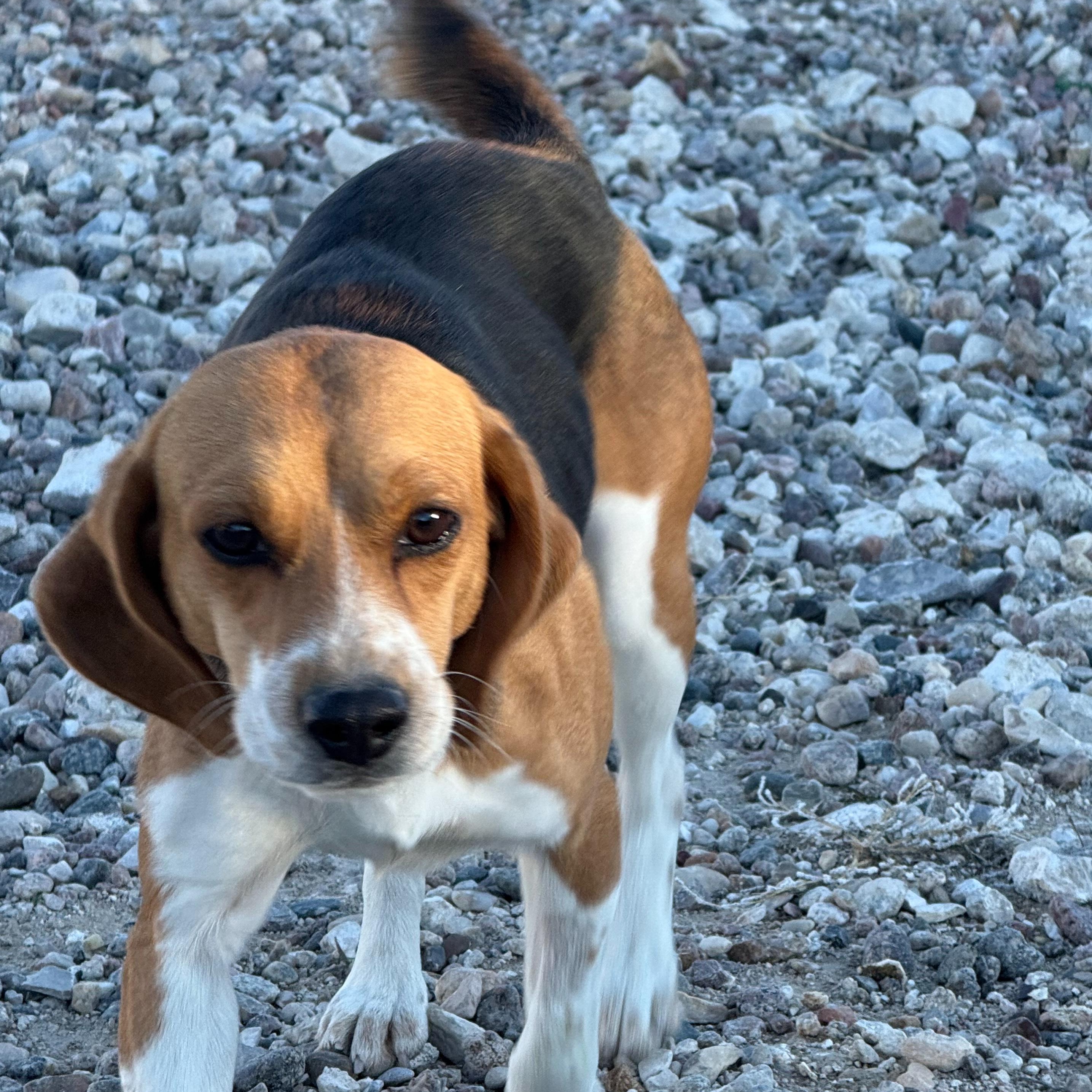 Conrad, an adoptable Beagle in Hartville, WY, 82215 | Photo Image 5