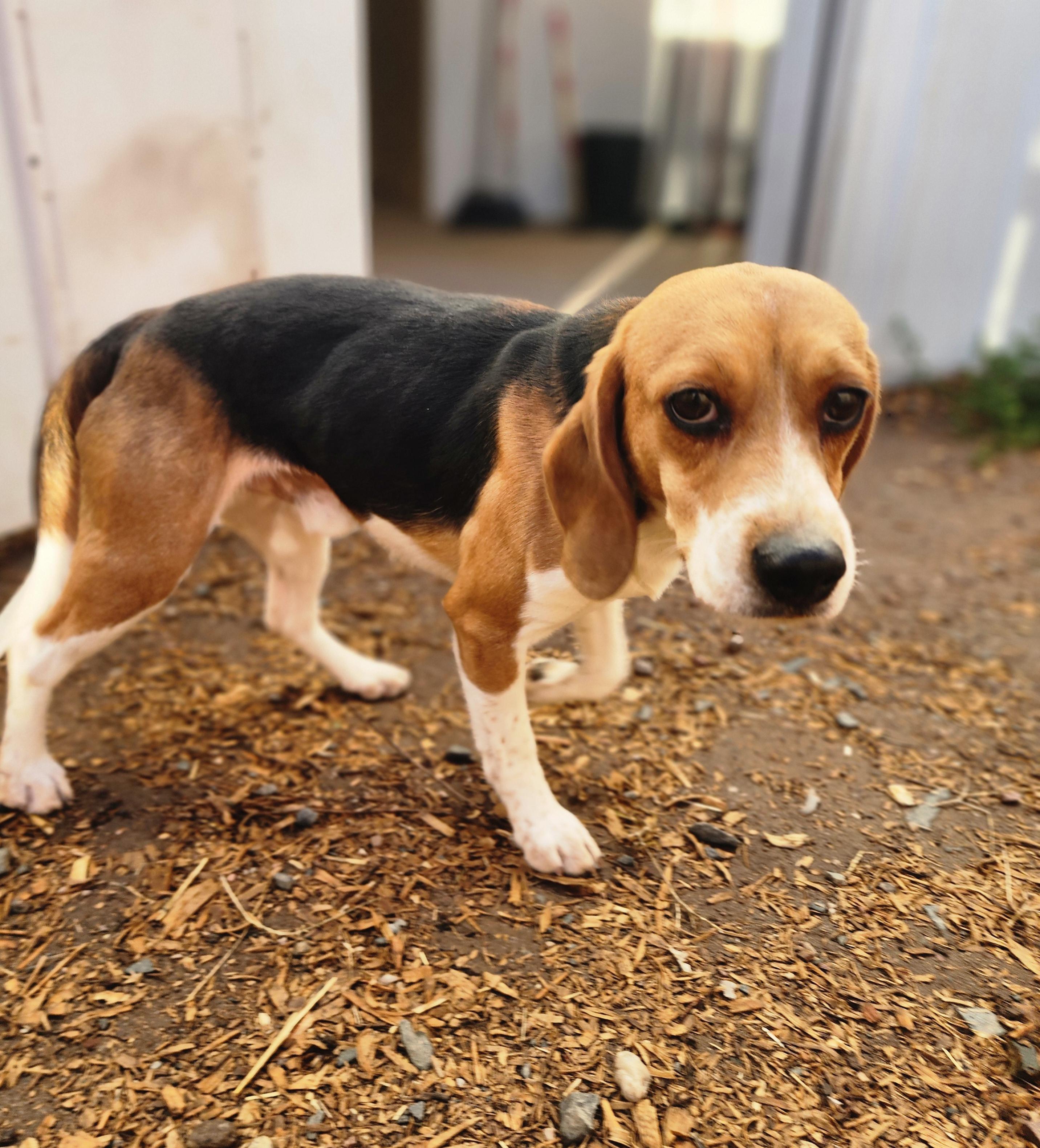 Conrad, an adoptable Beagle in Hartville, WY, 82215 | Photo Image 4
