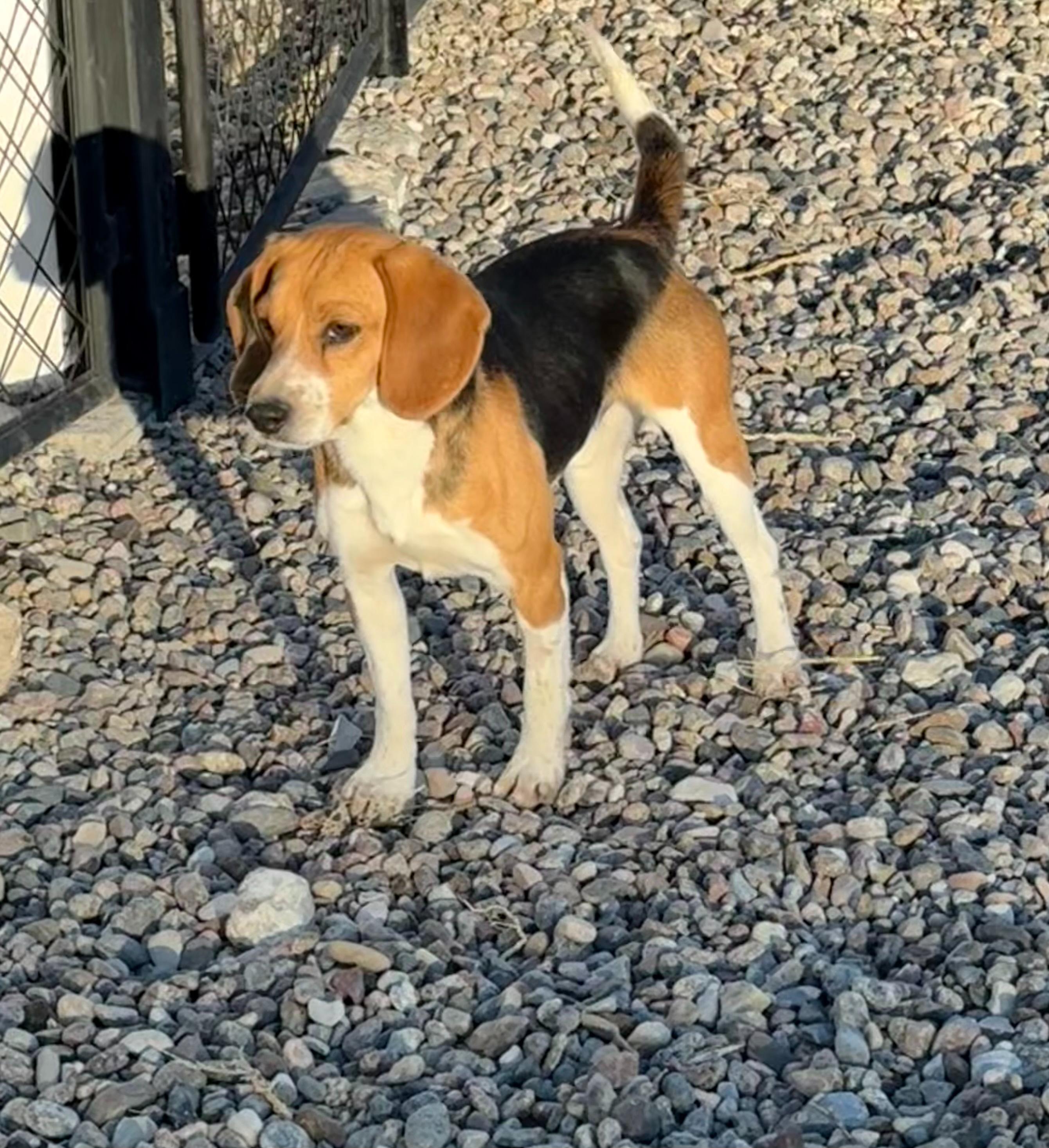 Conrad, an adoptable Beagle in Hartville, WY, 82215 | Photo Image 3
