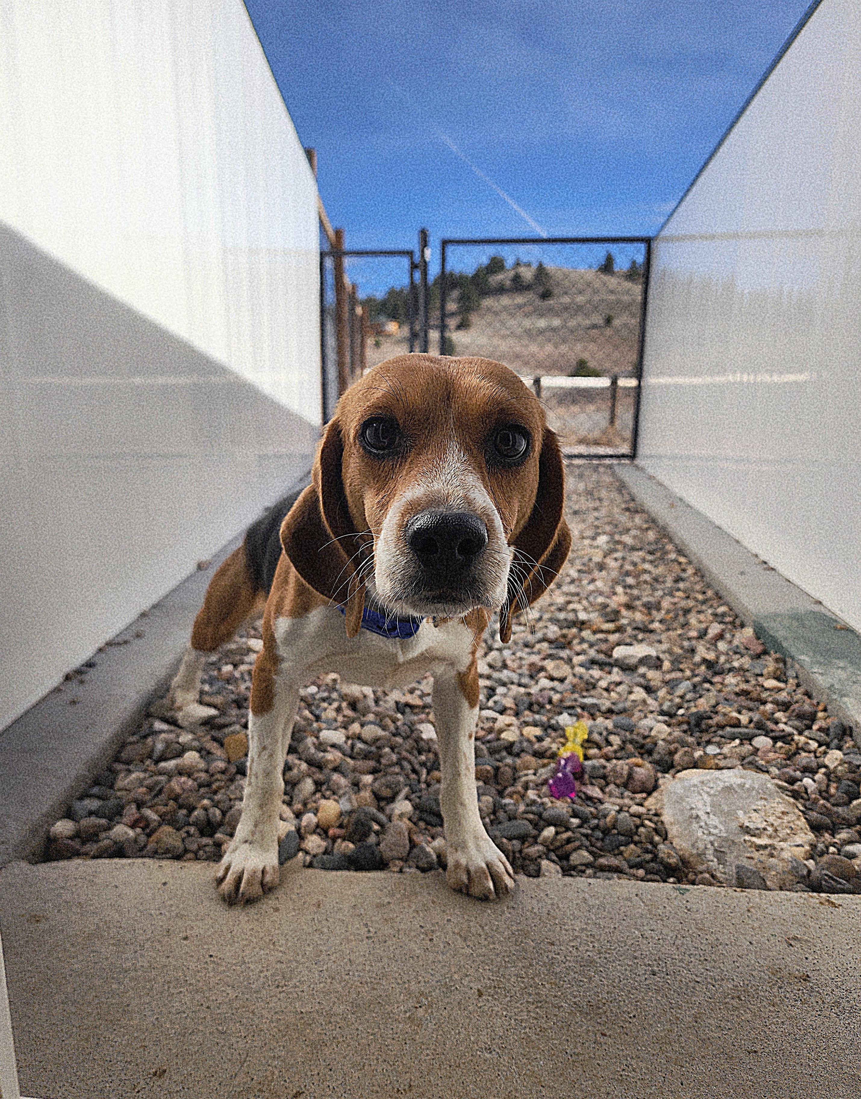 Conrad, an adoptable Beagle in Hartville, WY, 82215 | Photo Image 1