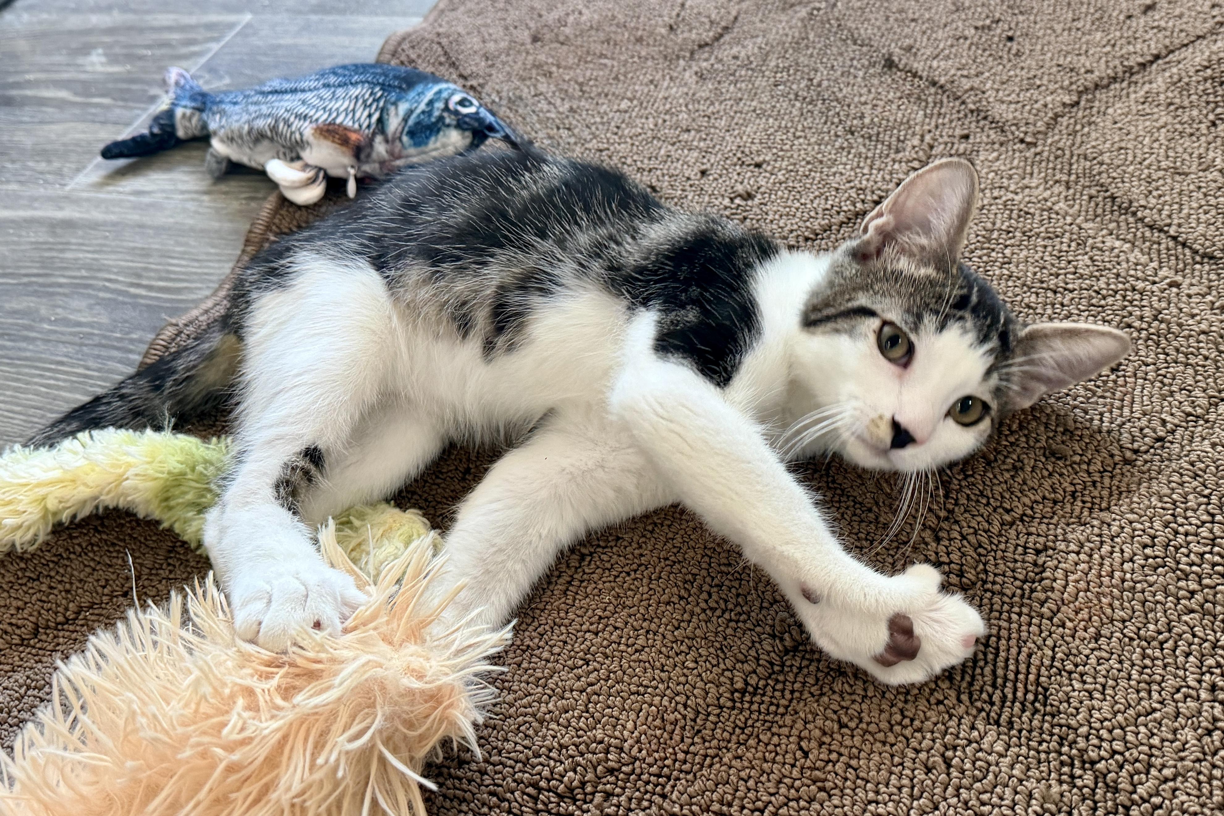 Max Wellington, an adopted Domestic Short Hair in Fountain Hills, AZ image 3/4
