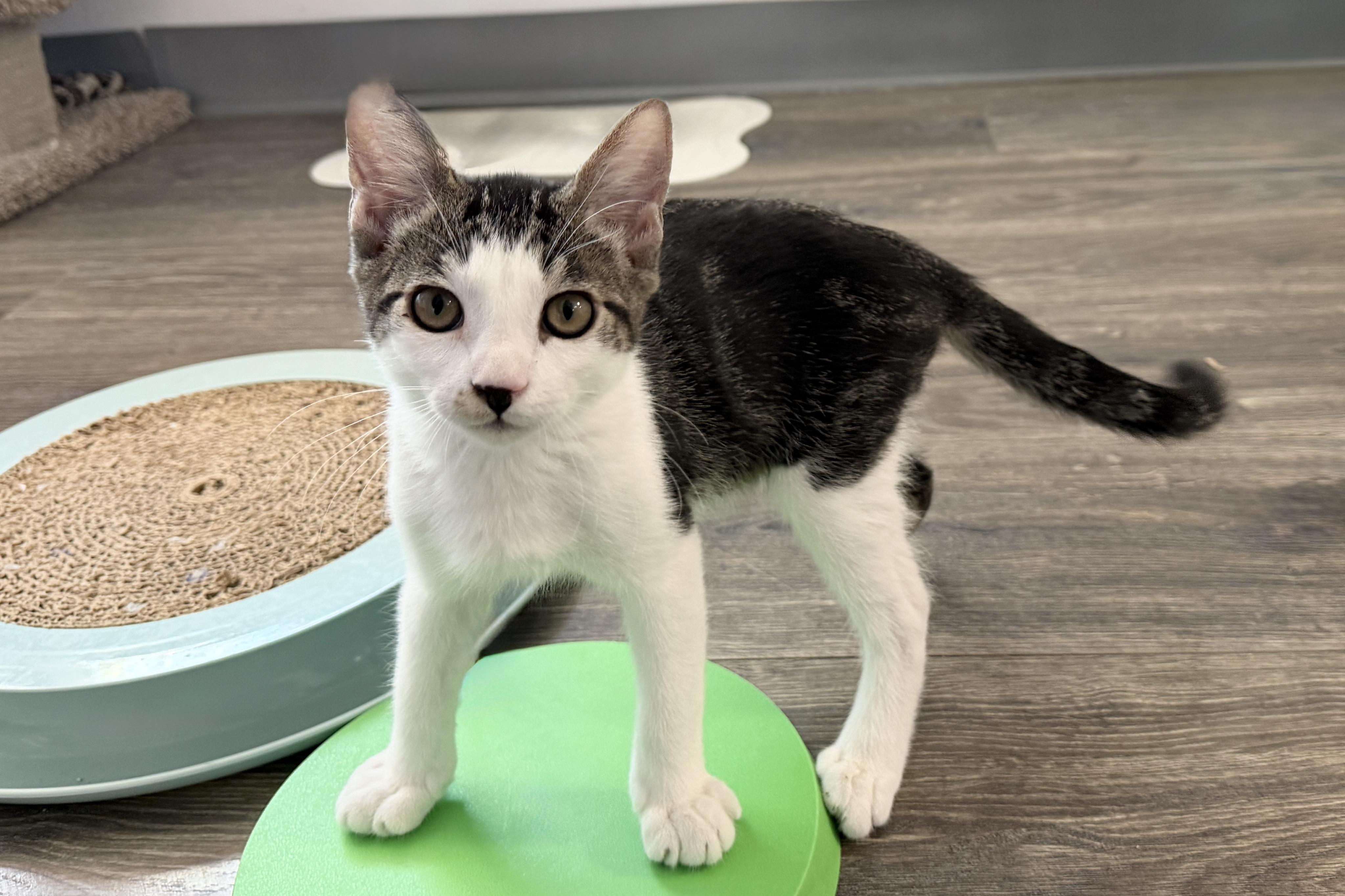 Max Wellington, adopted, Kitten Male Domestic Short Hair.