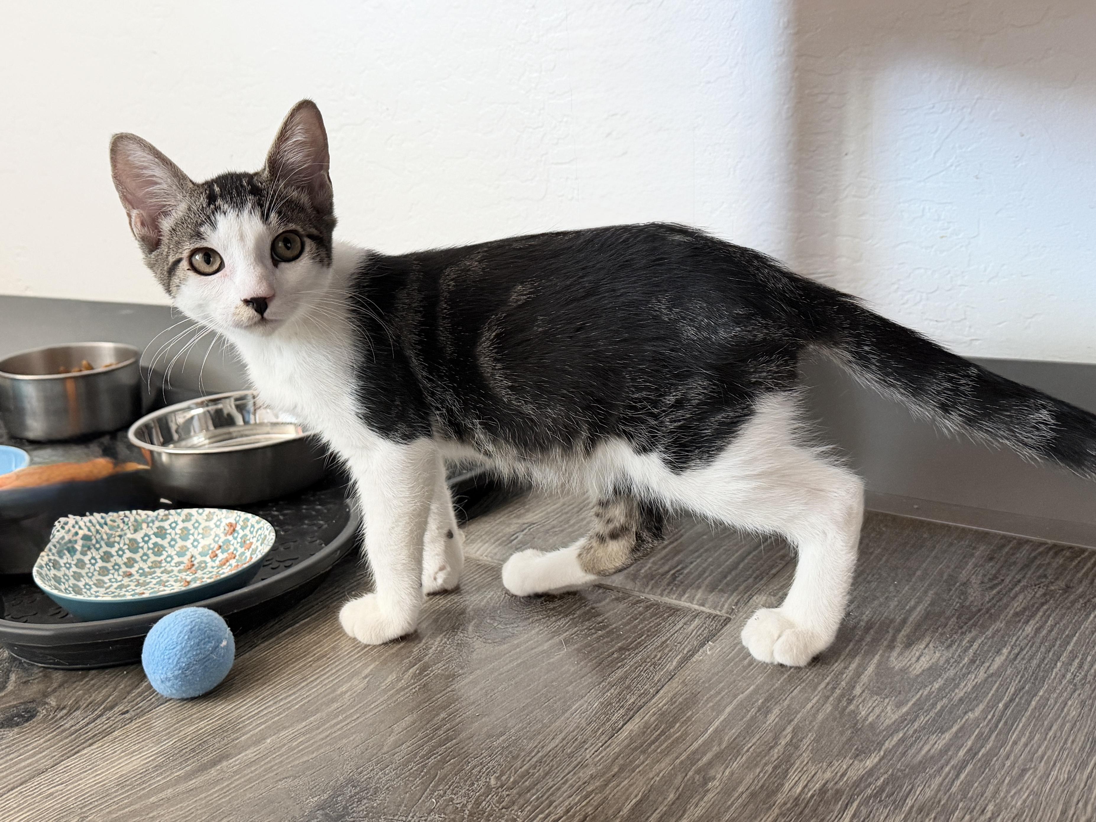 Max Wellington, an adopted Domestic Short Hair in Fountain Hills, AZ image 4/4