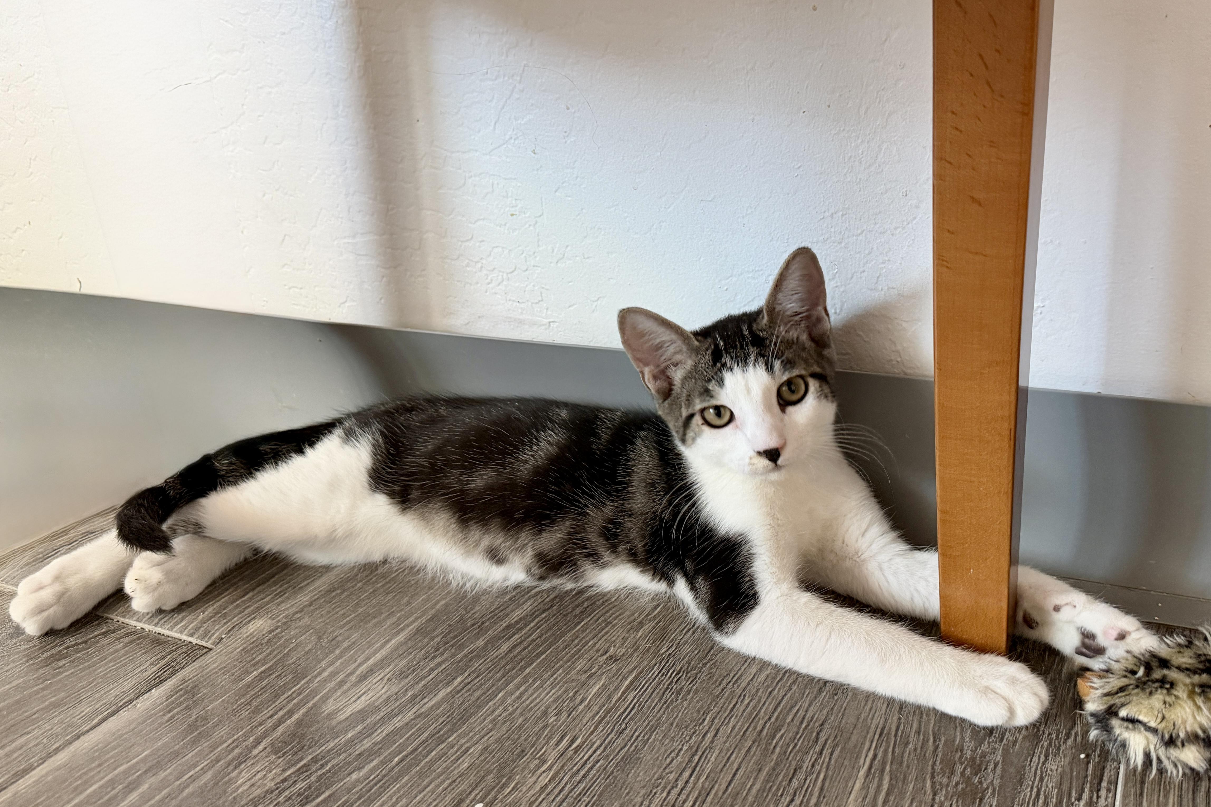 Max Wellington, an adopted Domestic Short Hair in Fountain Hills, AZ image 2/4