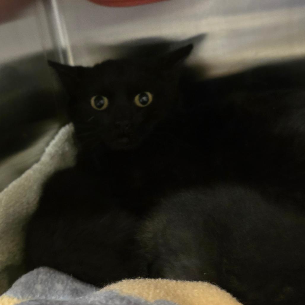 Barn Cat, Adoptable, Young Female Domestic Short Hair.