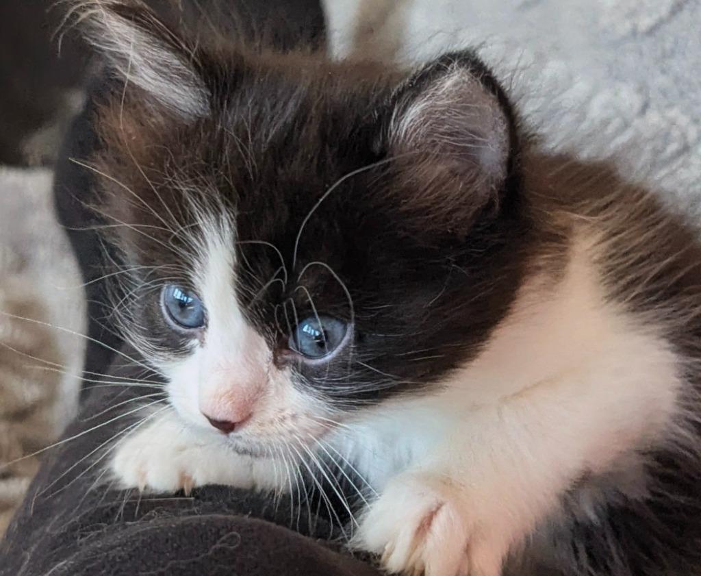 Motel 6, Adopted, Kitten Male Domestic Medium Hair.
