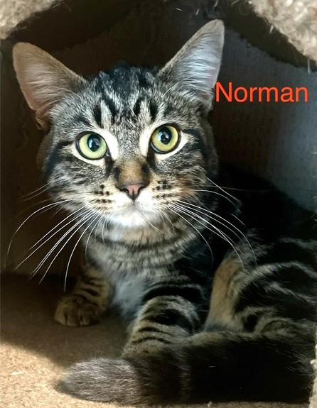 Enlarge Norman & Carrie, a Adoptable Tabby in Newport, WA image 3/6