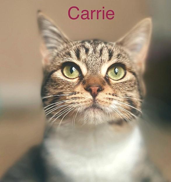 Enlarge Norman & Carrie, a Adoptable Tabby in Newport, WA image 2/6