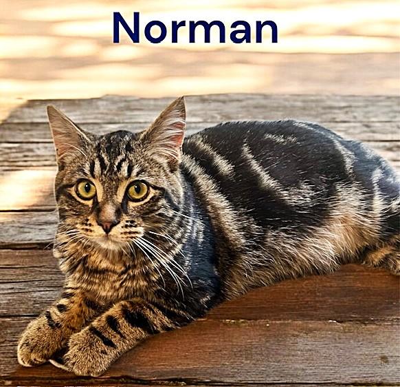 Norman & Carrie, Adoptable, Kitten Male Tabby.