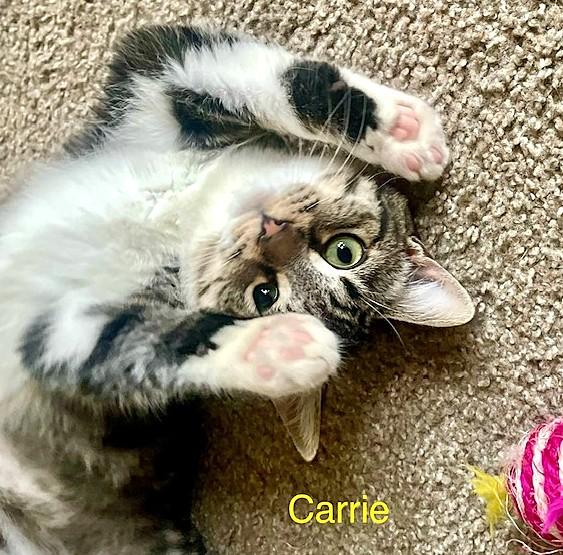 Enlarge Norman & Carrie, a Adoptable Tabby in Newport, WA image 4/6