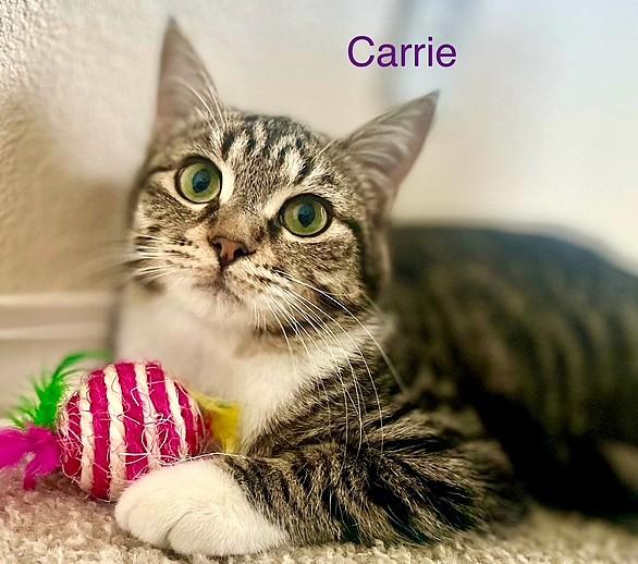 Enlarge Norman & Carrie, a Adoptable Tabby in Newport, WA image 6/6