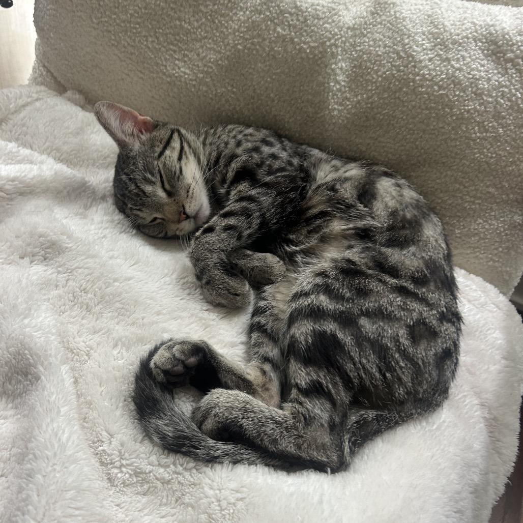 Enlarge Chili Dog, a Adoptable Domestic Short Hair in Philadelphia, PA image 1/6