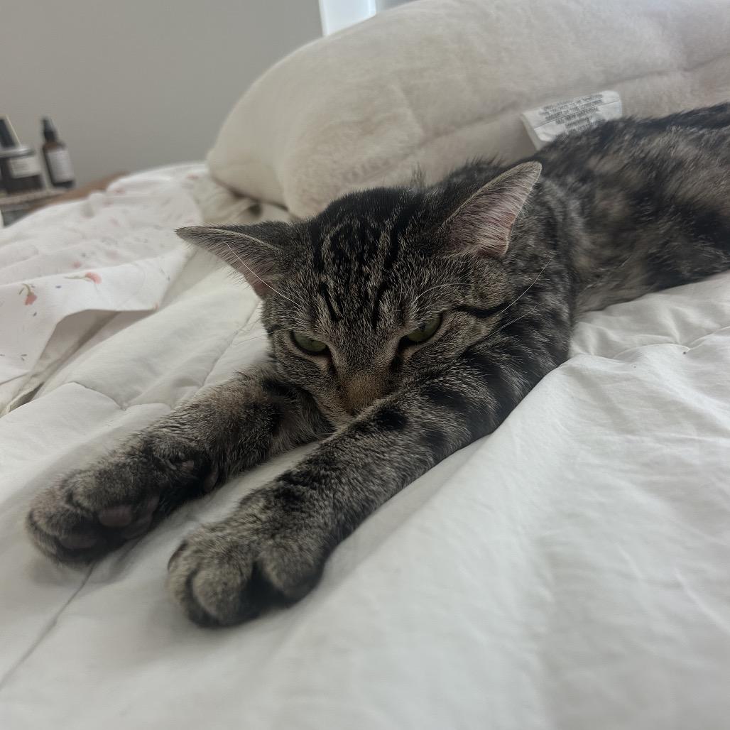 Enlarge Chili Dog, a Adoptable Domestic Short Hair in Philadelphia, PA image 3/6