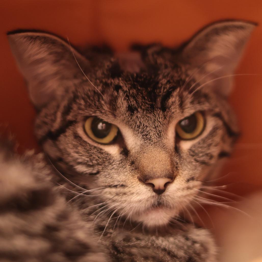 Enlarge Chili Dog, a Adoptable Domestic Short Hair in Philadelphia, PA image 4/6