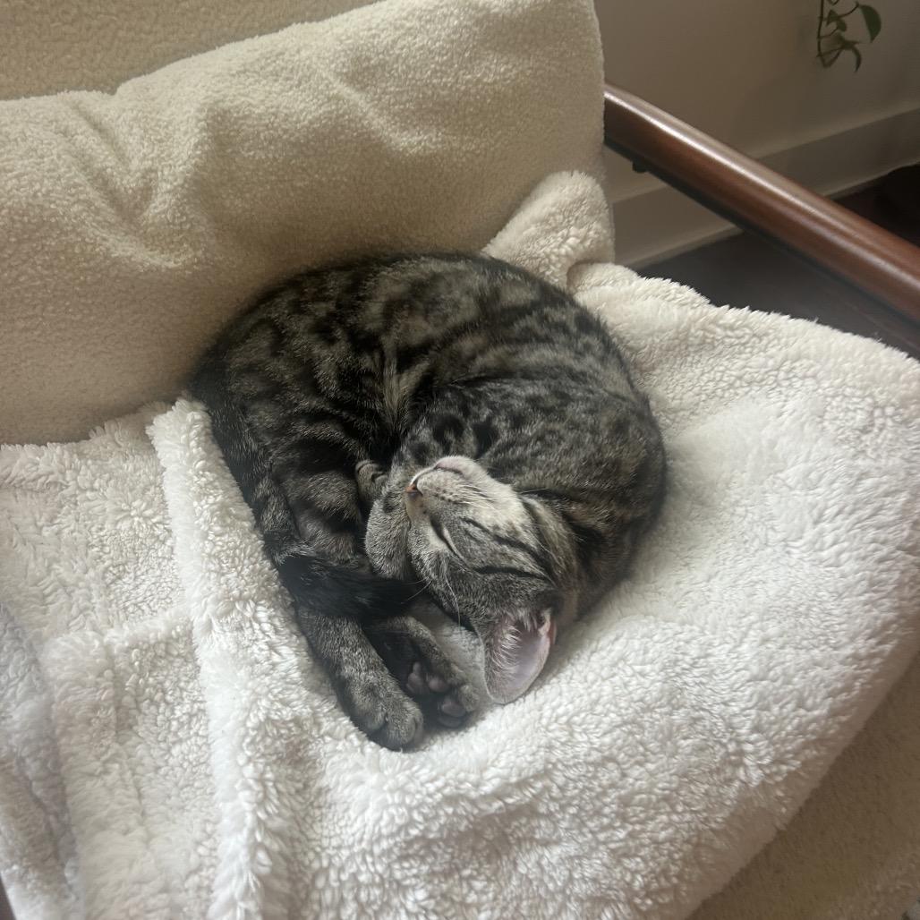 Enlarge Chili Dog, a Adoptable Domestic Short Hair in Philadelphia, PA image 5/6