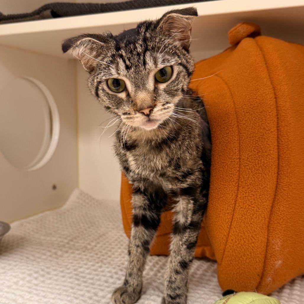 Enlarge Chili Dog, a Adoptable Domestic Short Hair in Philadelphia, PA image 6/6