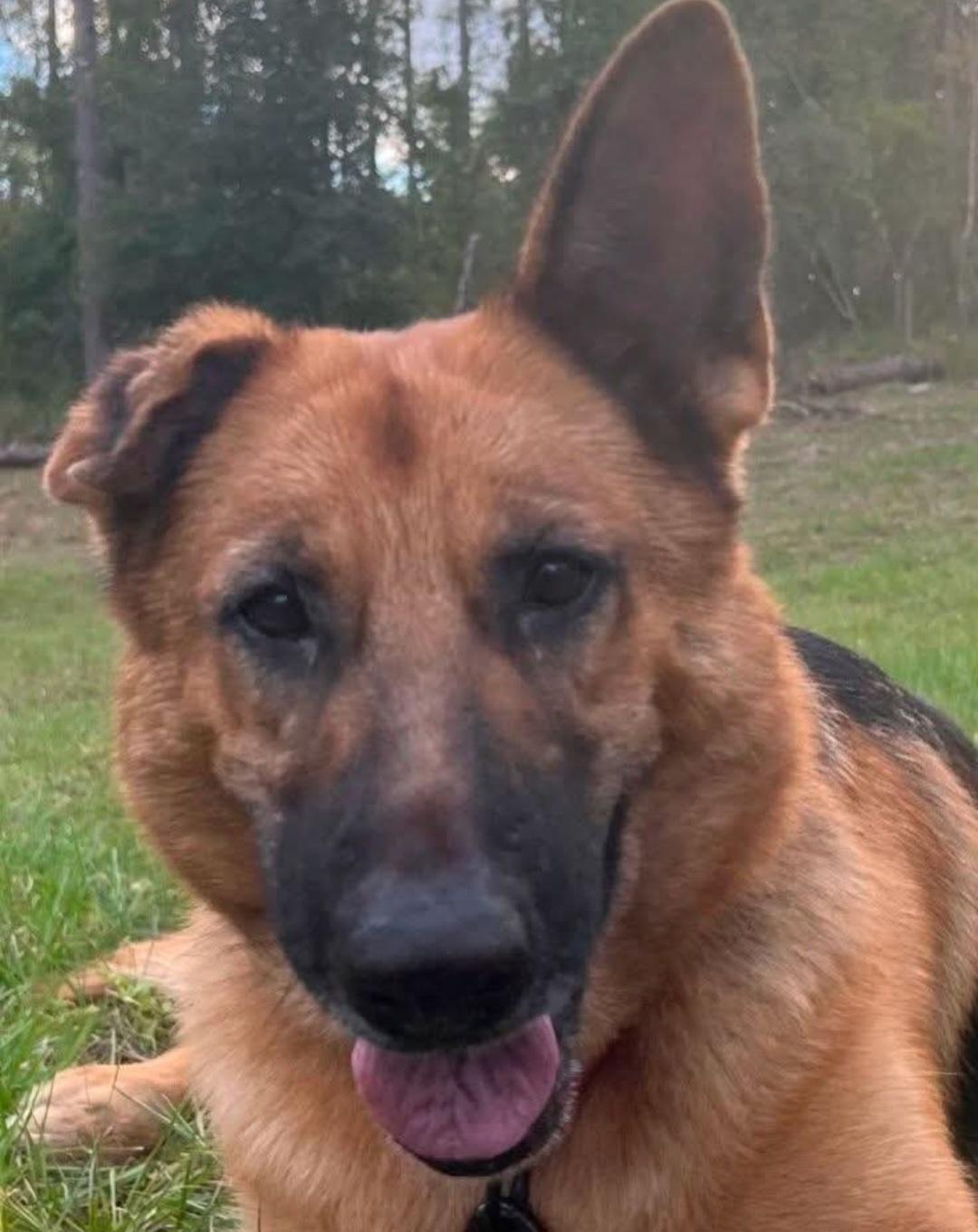 Enlarge Bessie, a Adoptable German Shepherd Dog in Clermont, FL image 2/5