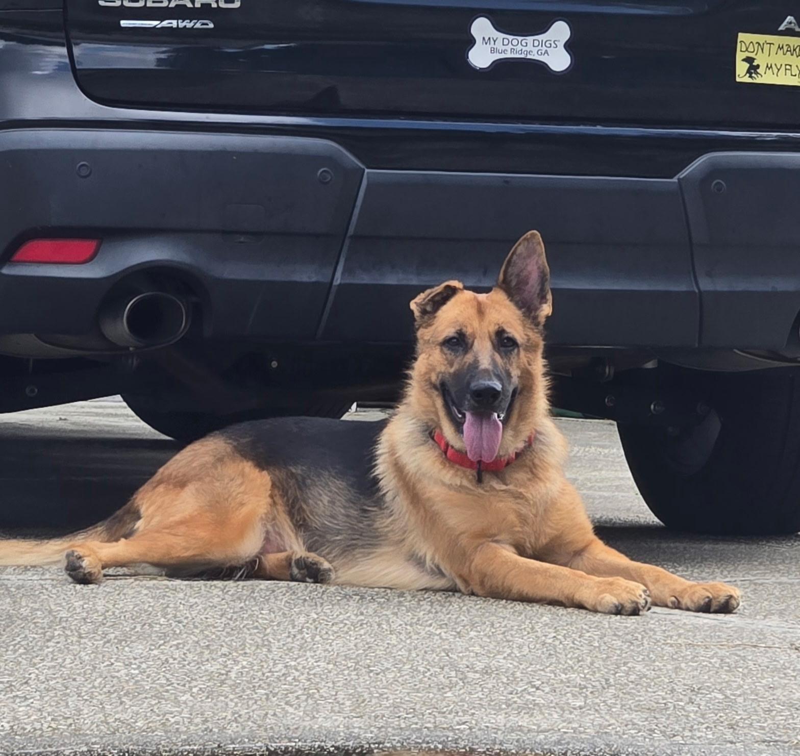Enlarge Bessie, a Adoptable German Shepherd Dog in Clermont, FL image 3/5