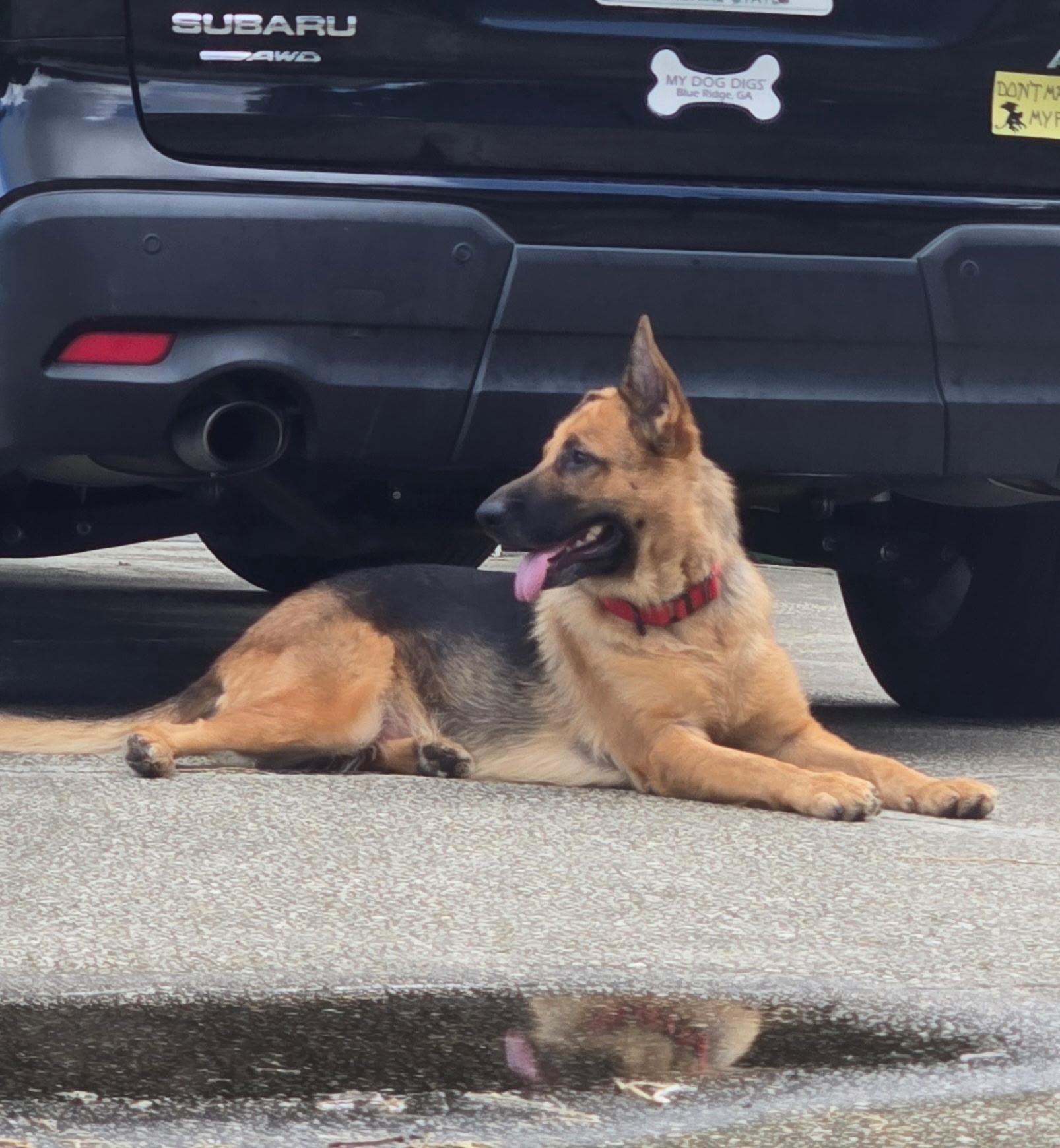 Enlarge Bessie, a Adoptable German Shepherd Dog in Clermont, FL image 4/5