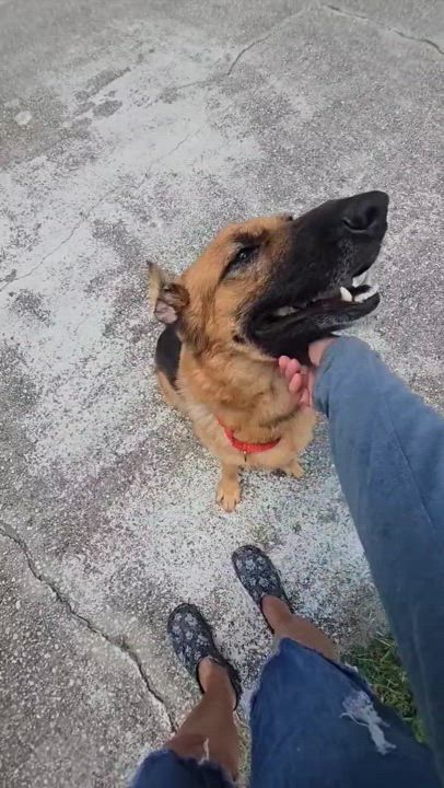 Enlarge Bessie, a Adoptable German Shepherd Dog in Clermont, FL video 5/5