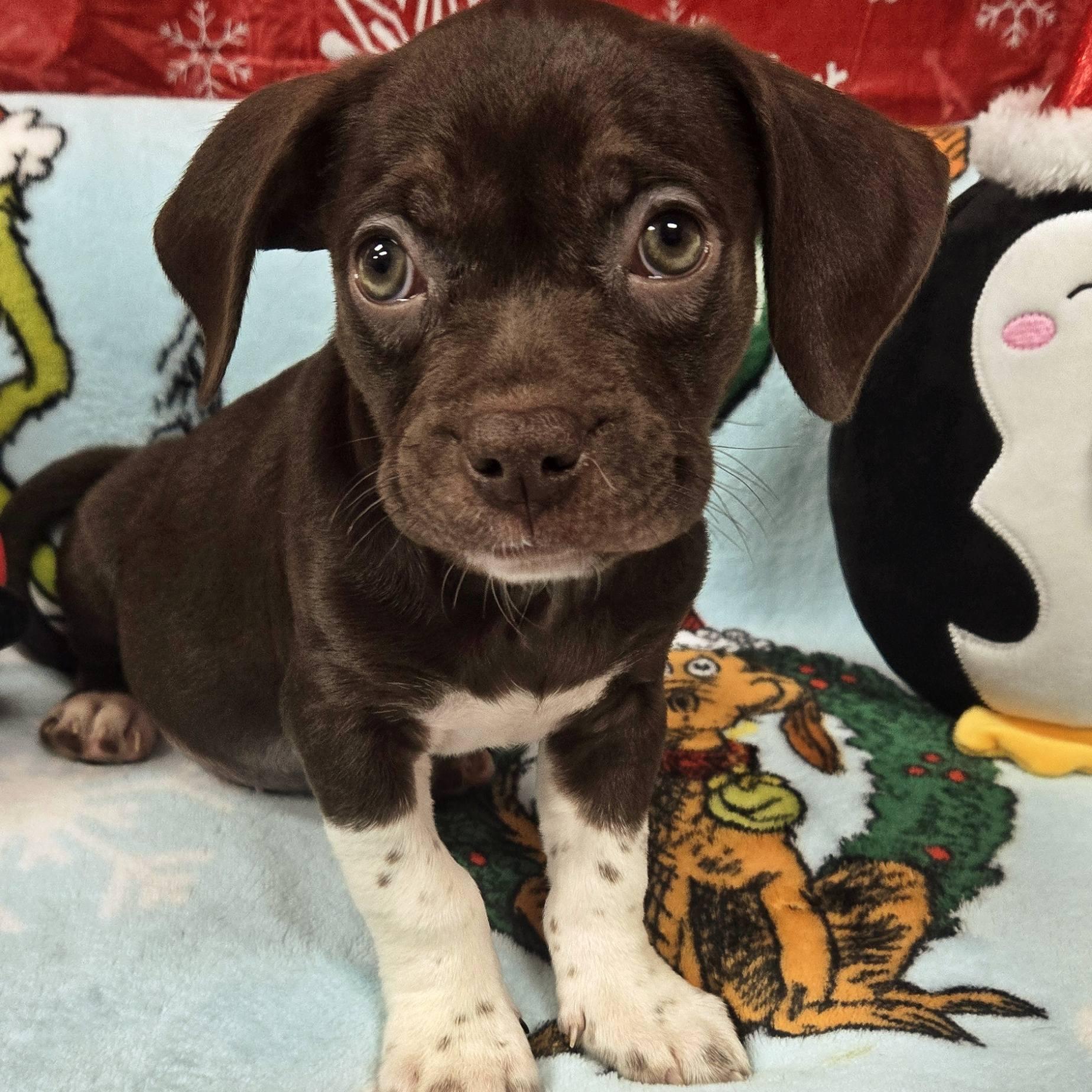 One Piece Litter, ADOPTABLE, Puppy Male Terrier.