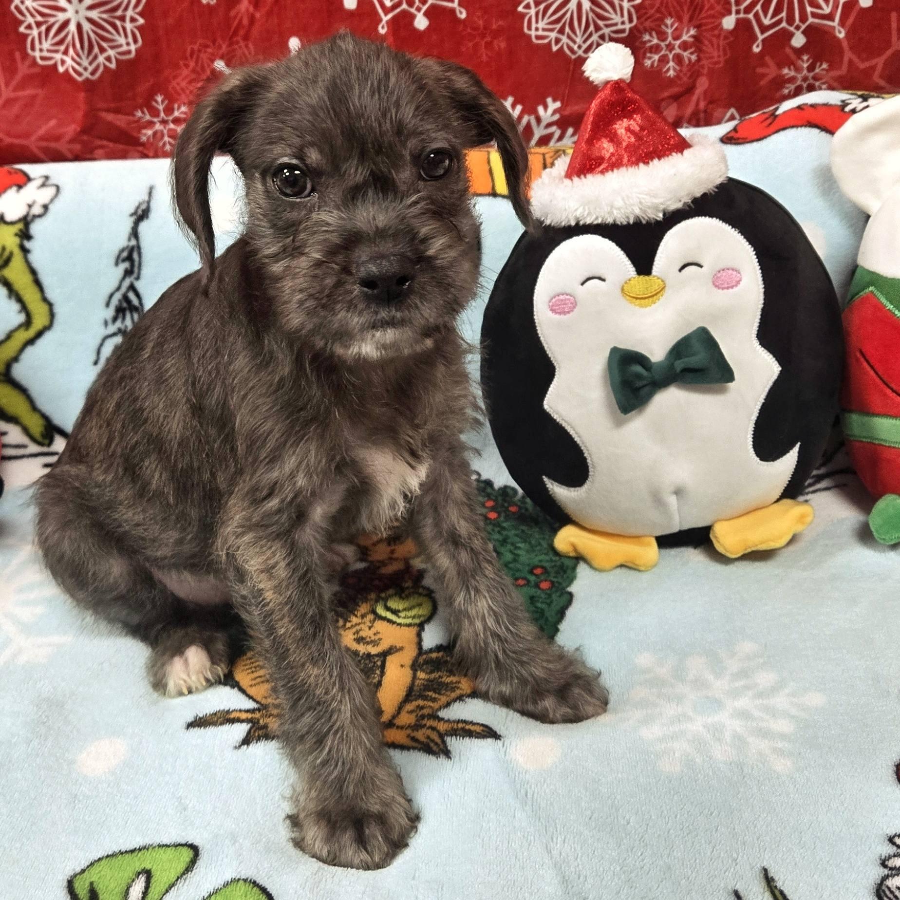 One Piece Litter, a ADOPTABLE mixed breed image 2/6