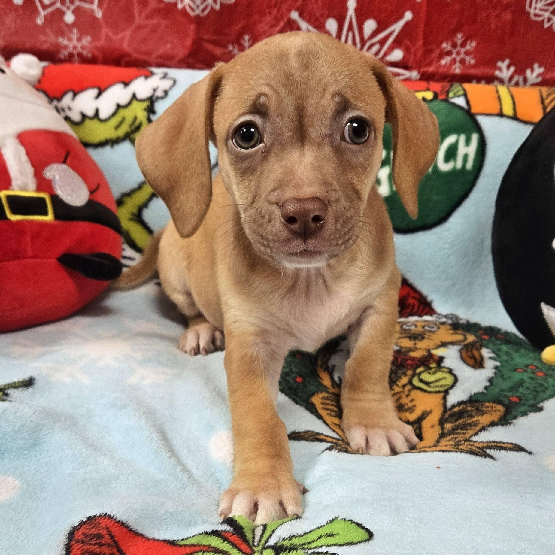 One Piece Litter, a ADOPTABLE mixed breed image 3/6