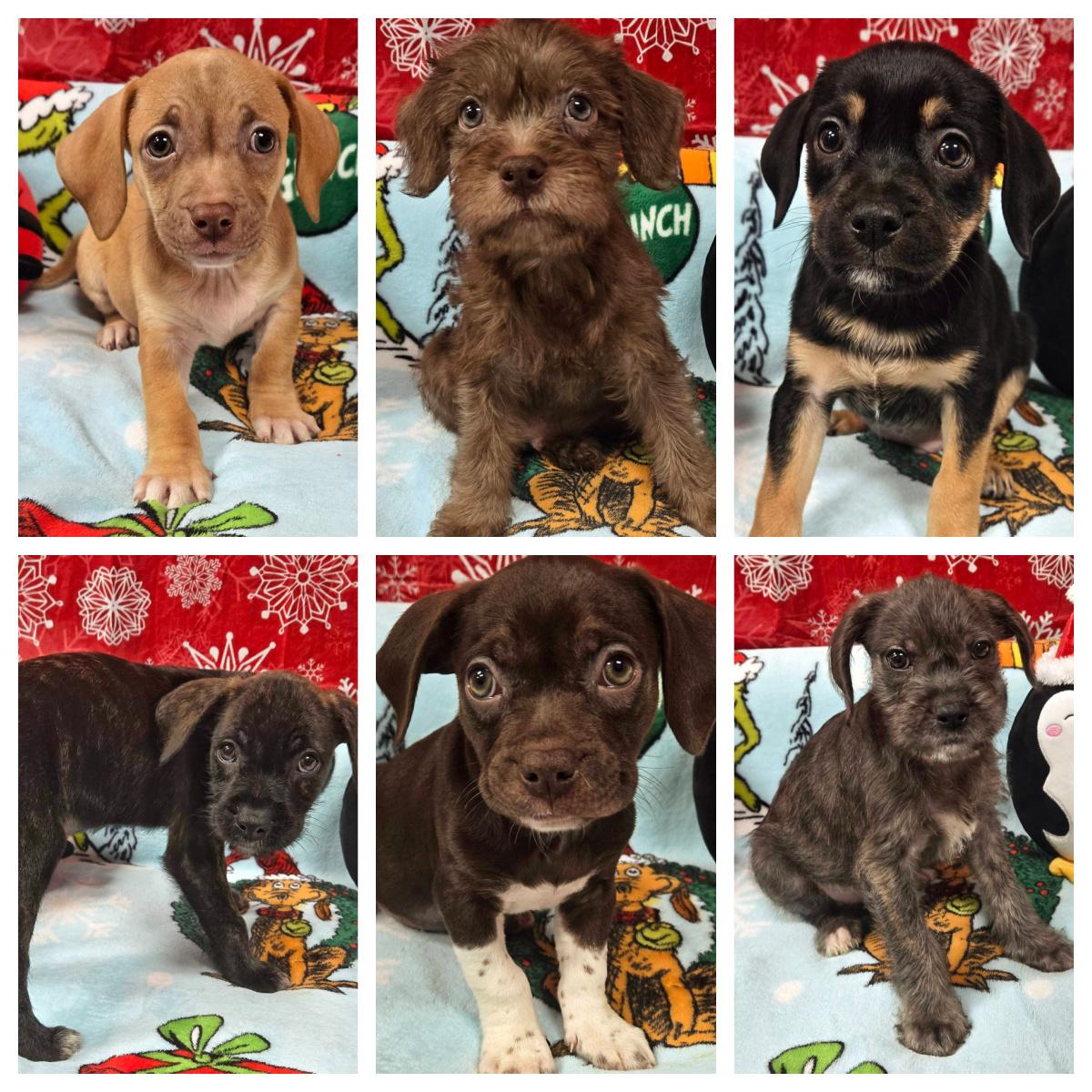 One Piece Litter, a ADOPTABLE mixed breed image 4/6