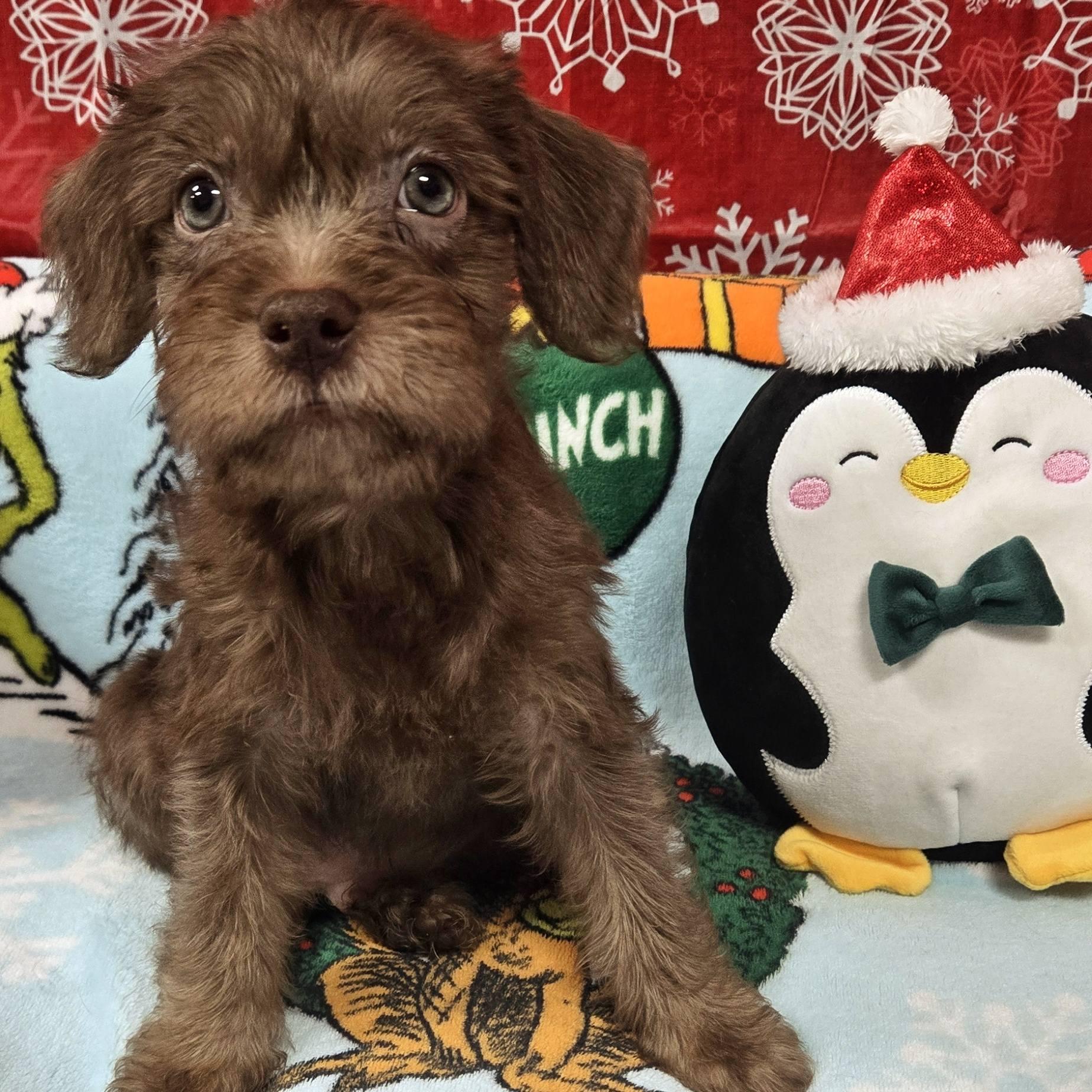 One Piece Litter, a ADOPTABLE mixed breed image 5/6