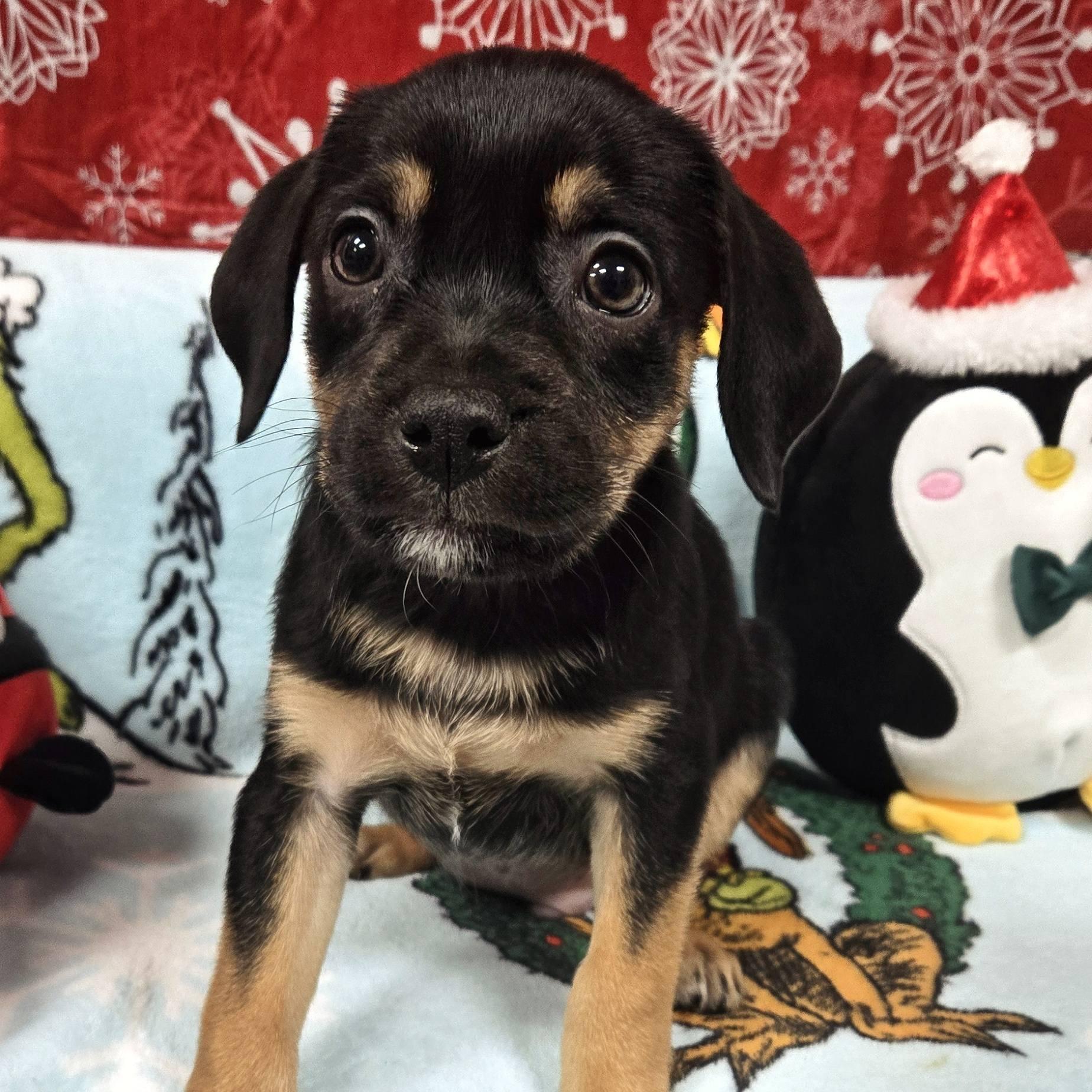 One Piece Litter, a ADOPTABLE mixed breed image 6/6