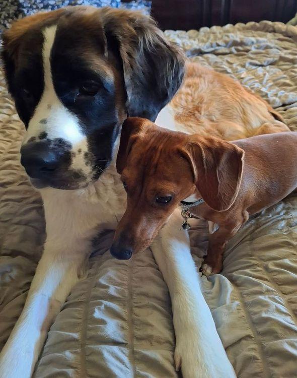 Enlarge Millie, a Adoptable Saint Bernard in Larkspur, CO image 1/5