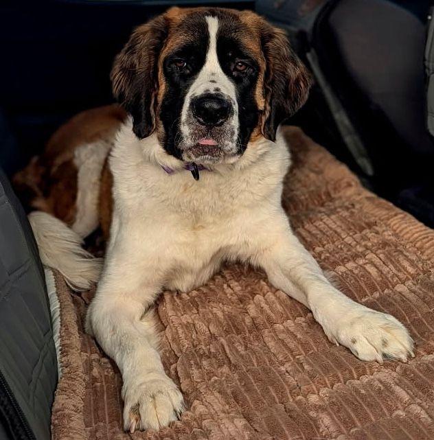 Enlarge Millie, a Adoptable Saint Bernard in Larkspur, CO image 4/5