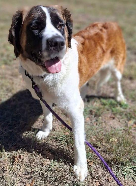 Enlarge Millie, a Adoptable Saint Bernard in Larkspur, CO image 5/5