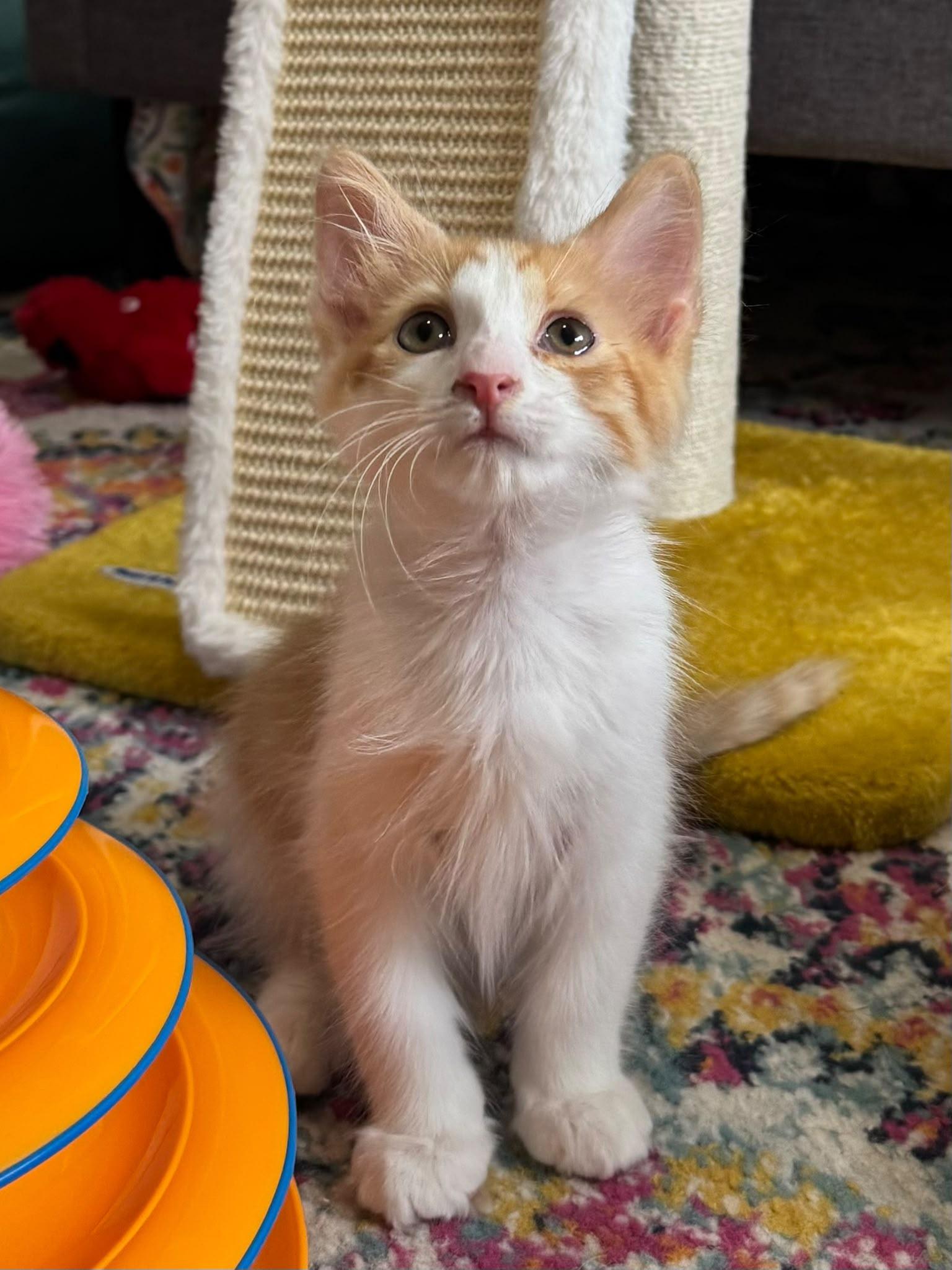 Modric, an adopted Domestic Medium Hair in Kissimmee, FL image 3/3