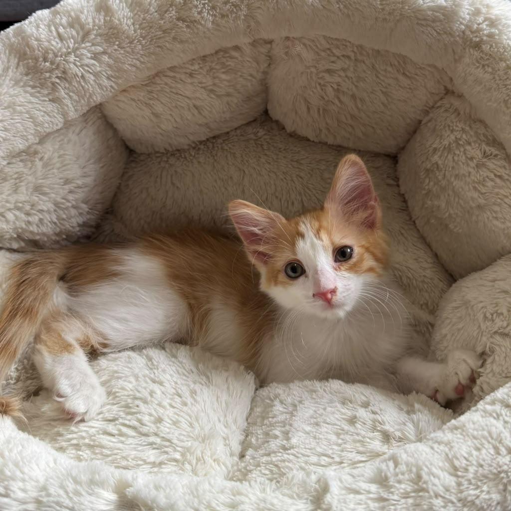 Modric, adopted, Kitten Male Domestic Medium Hair.