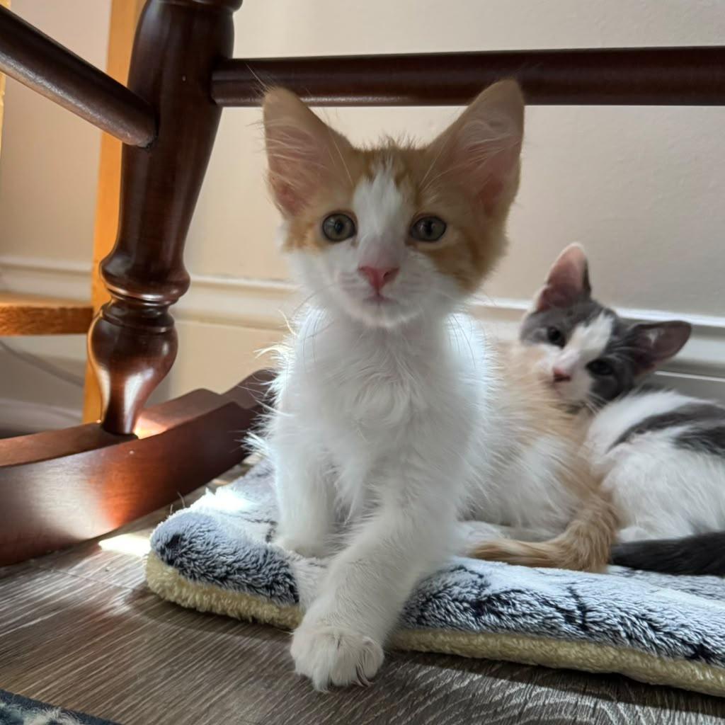 Modric, an adopted Domestic Medium Hair in Kissimmee, FL image 2/3