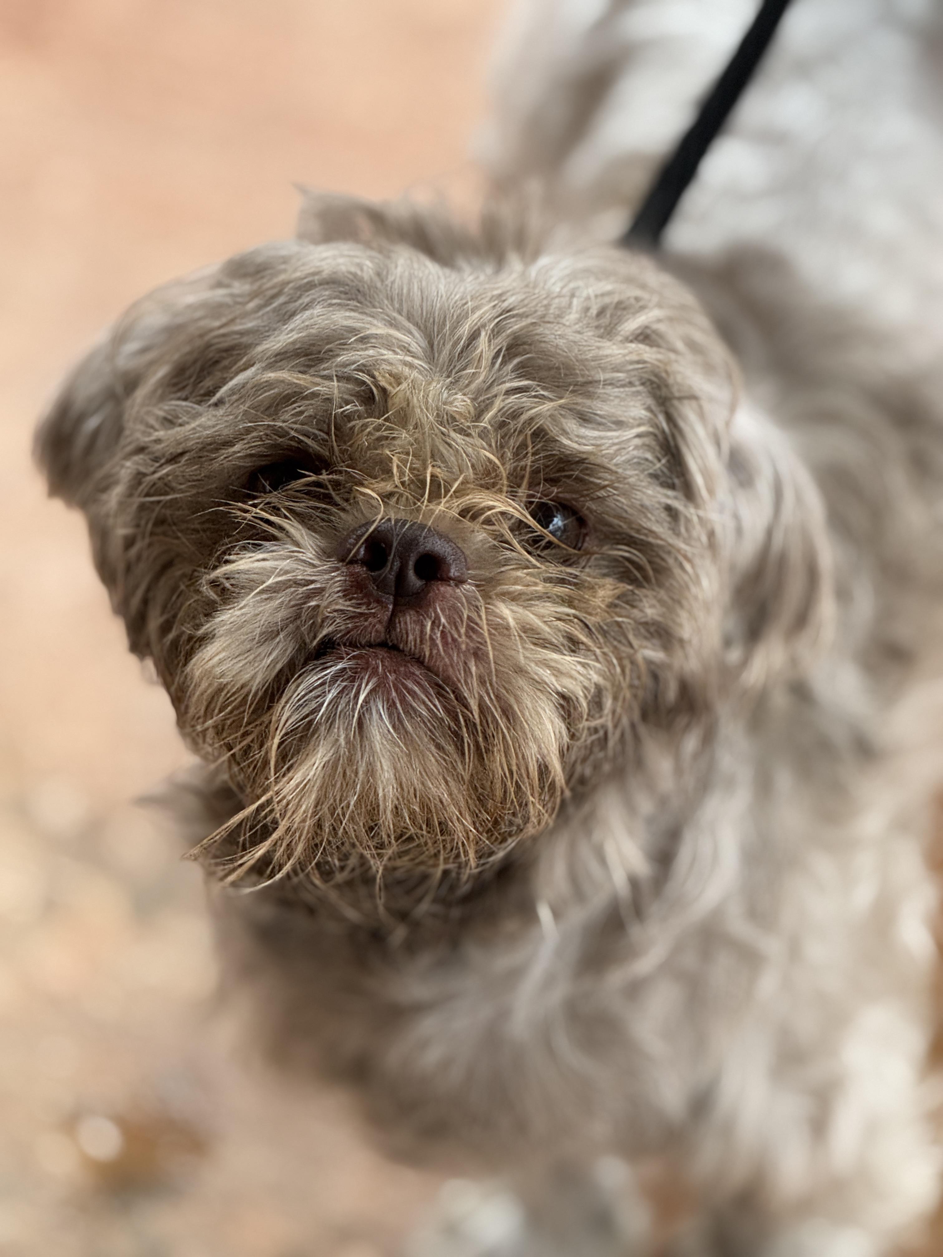 Sherman, ADOPTABLE, Young Male Lhasa Apso.