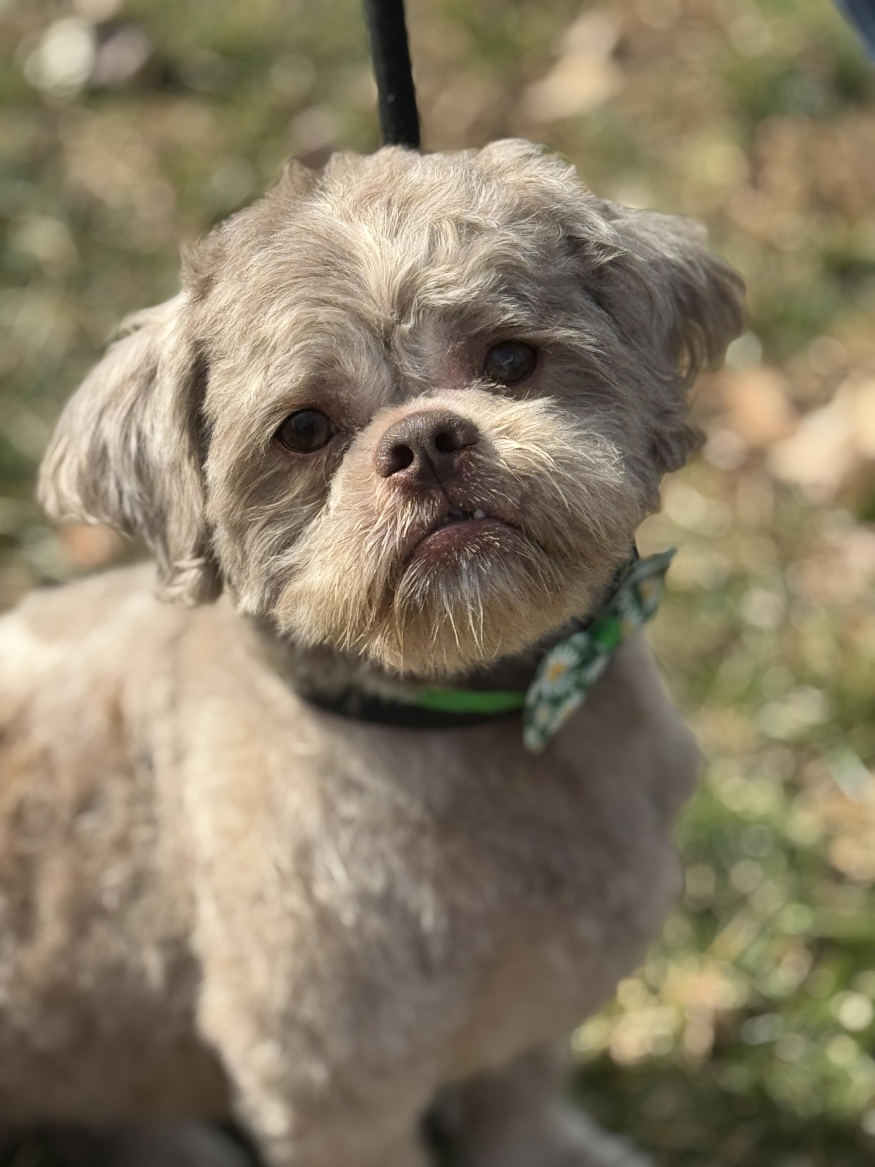 Sherman, ADOPTABLE, Young Male Shih Tzu.
