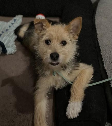 Tiny, Adopted, Puppy Female Shepherd & Poodle.