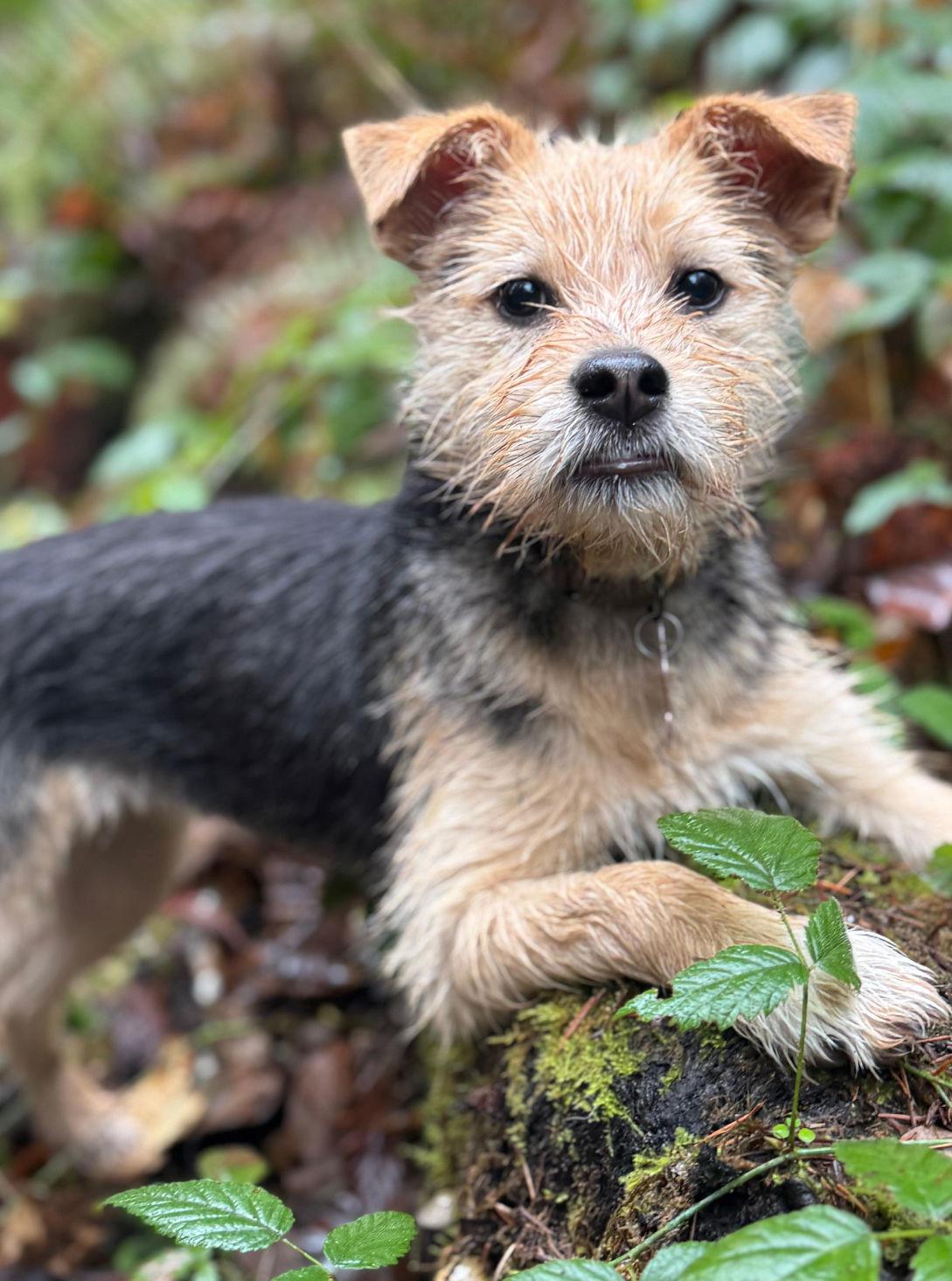 Tiny, a Adopted mixed breed in Bothell, WA image 2/3