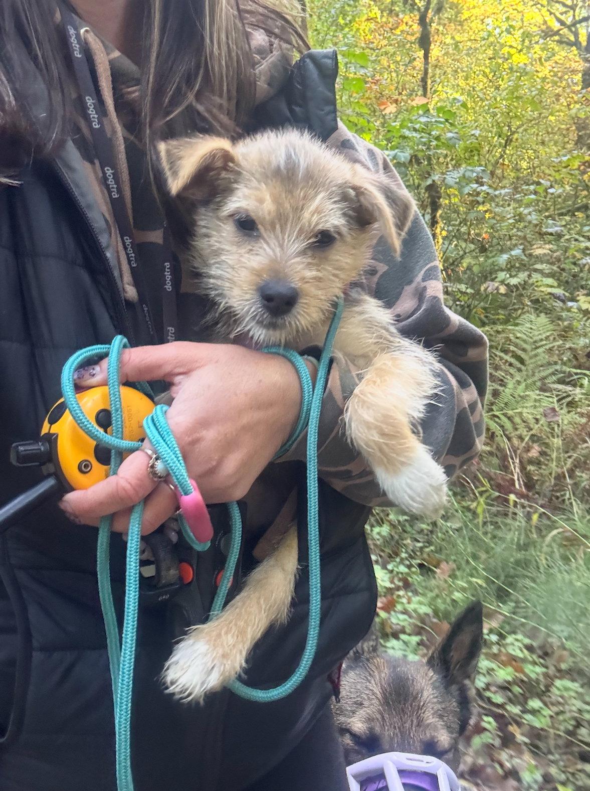 Tiny, a Adopted mixed breed in Bothell, WA image 3/3