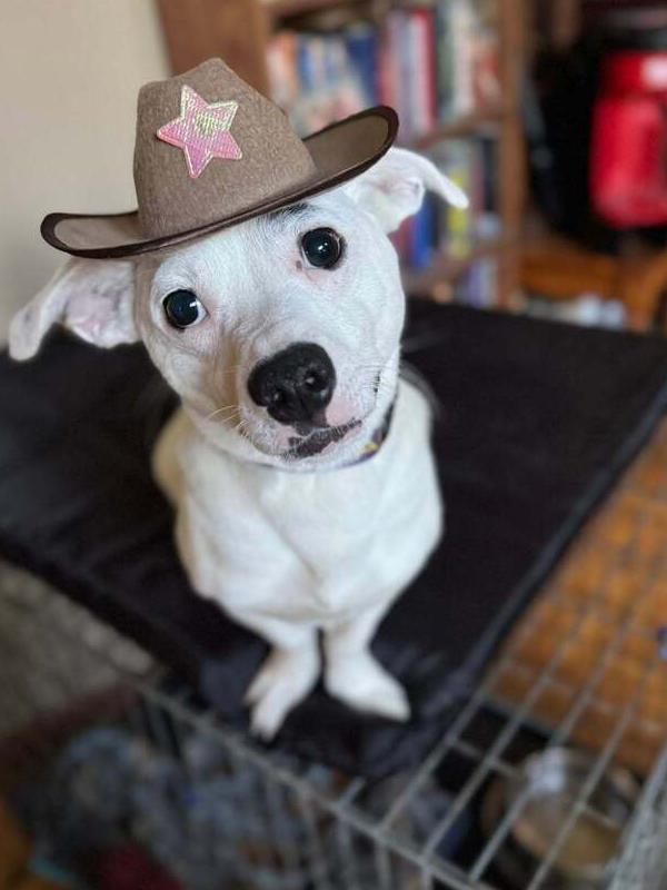 Corn Flakes (26-086 D), Adoptable, Young Male Mixed Breed.