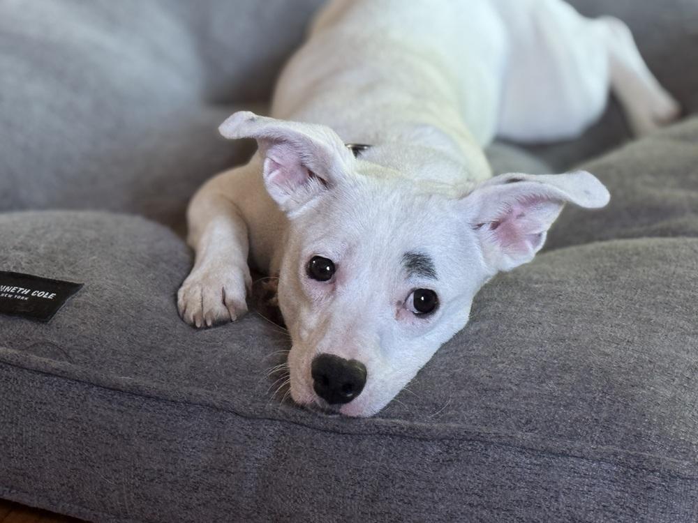 Corn Flakes (26-086 D), a Adoptable mixed breed in Lansing, MI image 3/6